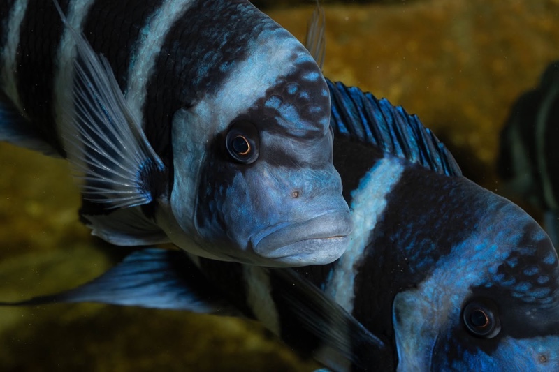 Cyphotilapia gibberosa 'Mtoto' (Moba)